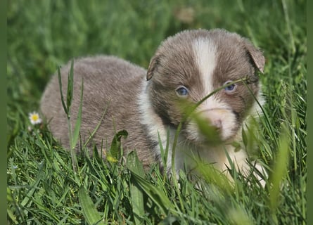 Border Collie Welpen -  Rüden und Hündin