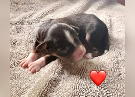 Mini/Miniature Australian Shepherd Welpen mit Papiere
