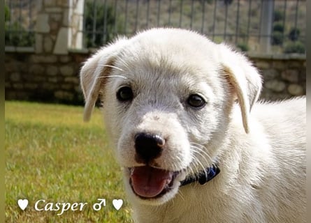 Biscuit, Casper, Pearl, Lily und Dove  suchen ihre Familie ab Oktober