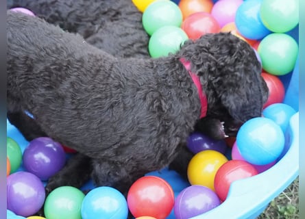 Curly Coated Retriever – braune Rüden (8 Wochen) aus dem Zwinger Cornrow