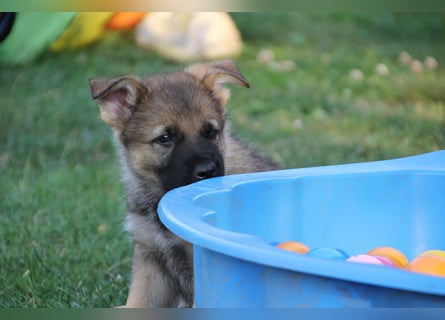 Schäferhund Welpen mit VDH Ahnentafel