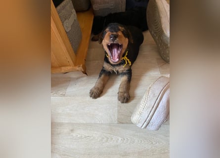 Typvolle Airedale Terrier Welpen aus Leistungszucht VDH/KfT