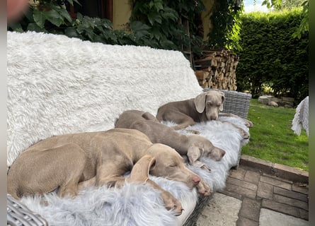 Weimaraner-Mix Welpen aus liebevoller Verpaarung – 12 kleine Wunder suchen ihr Zuhause
