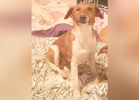 ❤️ PEPE braucht viel Liebe - 2 Jahre, 38cm/7kg - Foxterrier