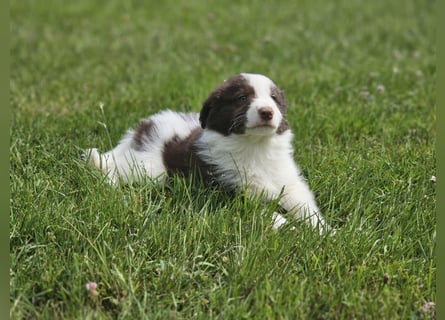 Border Collie Welpen -  Rüden
