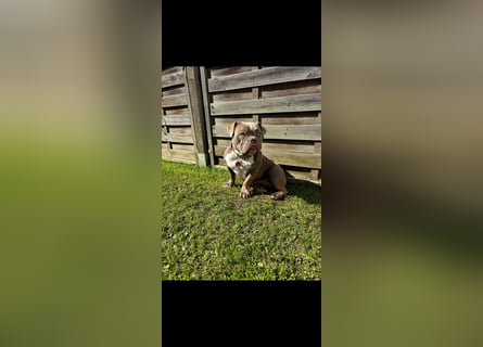 Exotic Bully Bulldog OEB Welpen Bulldogge