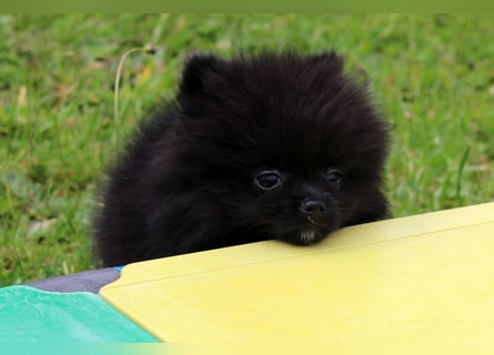 Yulie unsere kleine Pomeranian Zwergspitz Hündin mit Papieren kann ausziehen