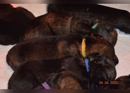 Dunkelgraue Schäferhunde aus Kör-u.Leistungzucht