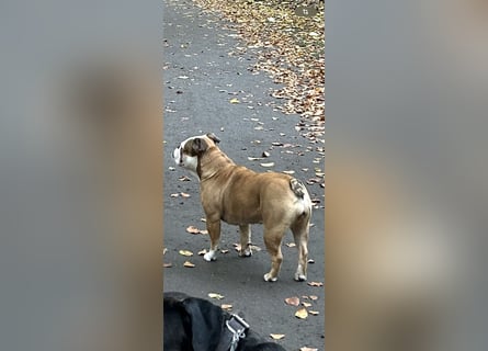 Englische Bulldoggen Welpen– 7 süße Mädels suchen bald ein Zuhause!