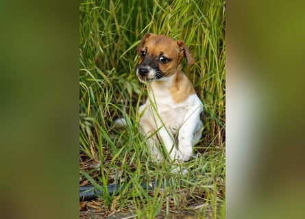 Jack Russell Terrier Welpe (Rüde) abzugeben!