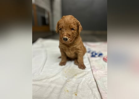 Labradoodle Welpen F1 in foxred/apricot