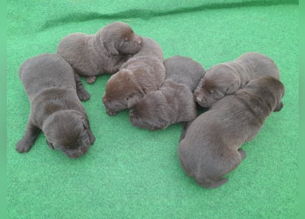 Labrador Welpen schokobraun reinrassig