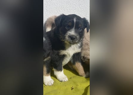 Hübsche Aussie Welpen