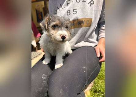 Wunderschöne Parson Jack-Russell Terrier Welpen, aus liebevoll. Hausaufzucht