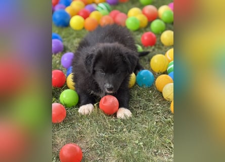 Australian Shepherd Welpen in  Black Bi