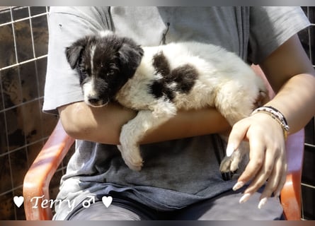Teddy und seine Geschwister suchen ab September ein Zuhause