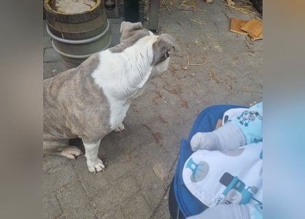 2 liebevolle Hunde abzugeben