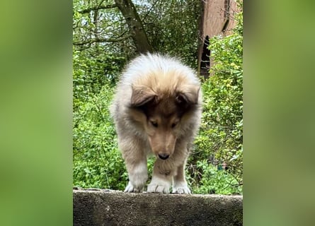 Colliewelpe im amerikanischen Typ