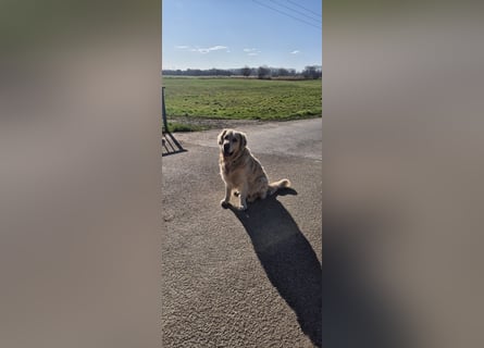 Golden Retriever Deckrüde