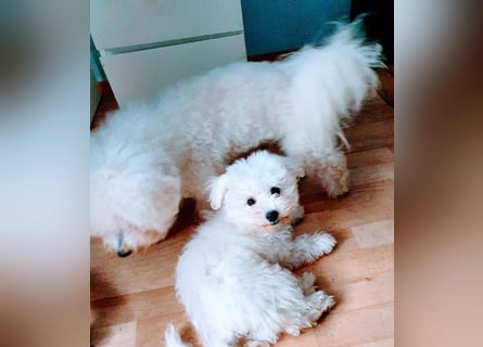 Liebe Bichon frise Welpen