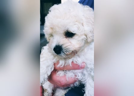 Liebe Bichon frise Welpen