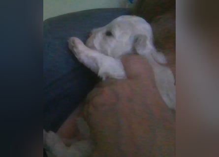 Liebe Bichon frise Welpen