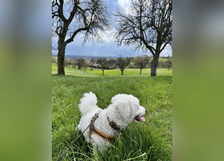 Reinrassiger Bichon Frisé Deckrüde