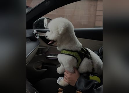 Reinrassiger Bichon Frisé Deckrüde