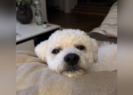 Reinrassiger Bichon Frisé Deckrüde