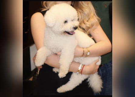 Reinrassiger Bichon Frisé Deckrüde