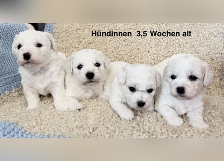 Bichon Frise Welpen suchen ein liebes Zuhause