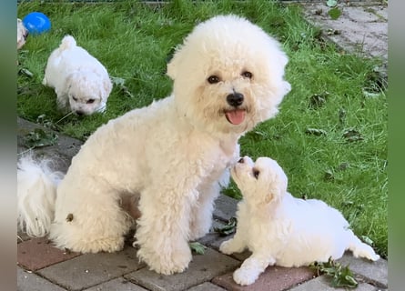 Bichon Frise Welpen suchen ein liebes Zuhause
