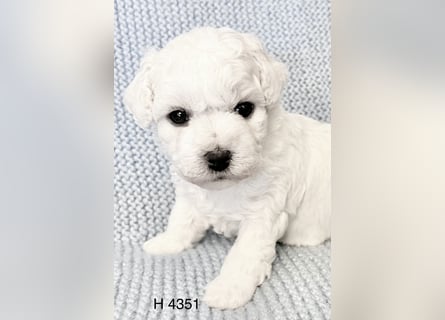 Bichon Frise Welpen suchen ein liebes Zuhause