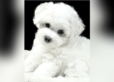 Bichon Frise Welpen suchen ein liebes Zuhause
