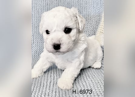 Bichon Frise Welpen suchen ein liebes Zuhause