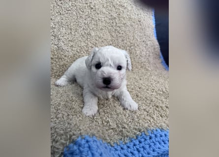 Bichon Frise Welpen suchen ein liebes Zuhause