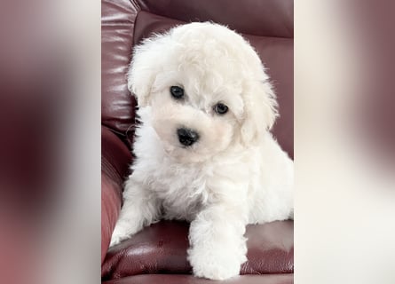 Bichon Frise Welpen suchen ein liebes Zuhause