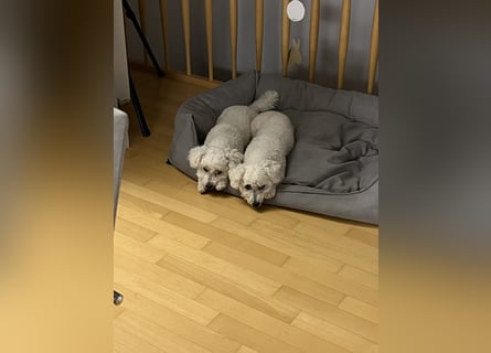 Bichon Frisé „Zwillinge“ suchen liebevolles Zuhause - bitte nur seriöse Anfragen