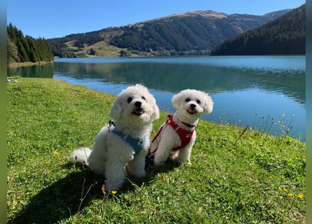 Bichon Frisé „Zwillinge“ suchen liebevolles Zuhause - bitte nur seriöse Anfragen