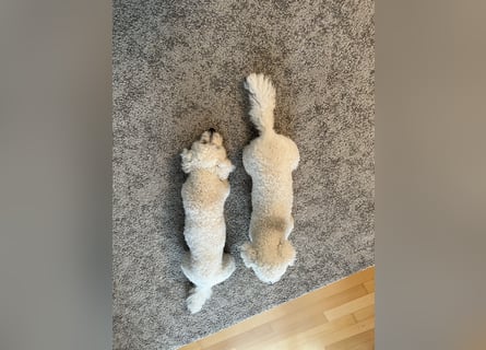 Bichon Frisé „Zwillinge“ suchen liebevolles Zuhause - bitte nur seriöse Anfragen