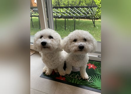 Bichon Frisé „Zwillinge“ suchen liebevolles Zuhause - bitte nur seriöse Anfragen