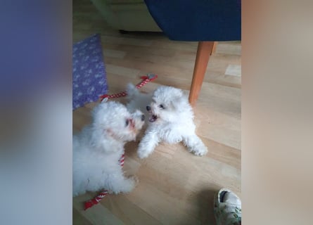 Bichon frise Welpen