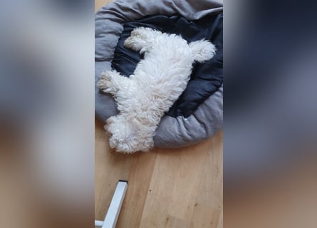 Bichon frise Welpen