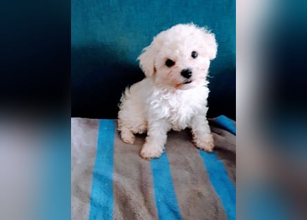 Bichon frise Welpen