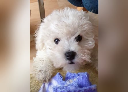 Bichon frise Welpen
