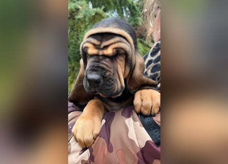 Bloodhound - Chien Saint Hubert