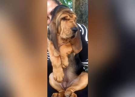 Bloodhound - Chien Saint Hubert