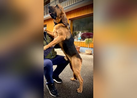 Bloodhound - Chien Saint Hubert