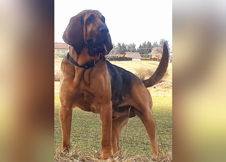 Bloodhound - Chien Saint Hubert