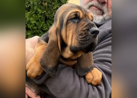 Bloodhound - Chien Saint Hubert